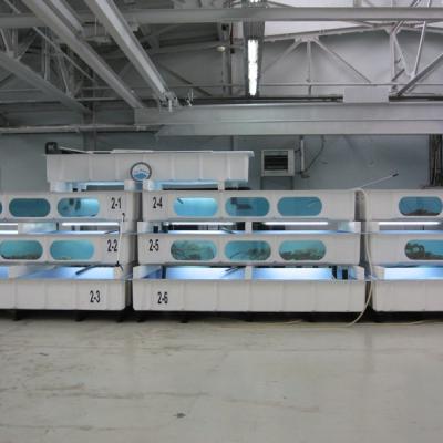 Super Castellana - Acuarios y Viveros de marisco Tecnomar