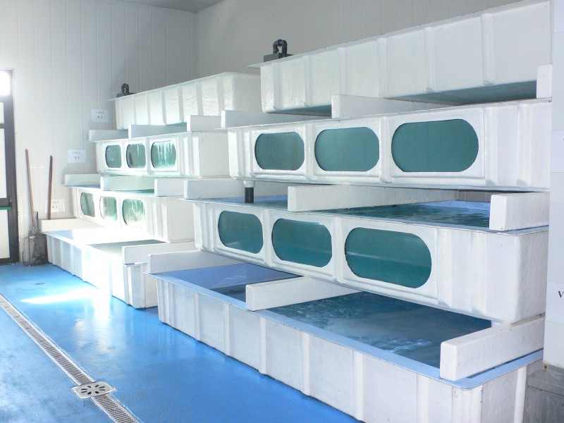 Mayoristas, Mayoristas